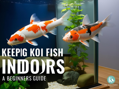 Keeping Koi Fish Indoors 
