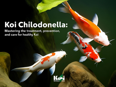Koi Chilodonella